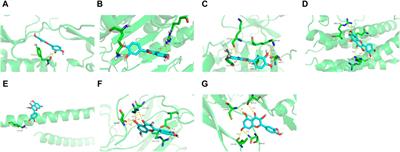 Erjingwan and Alzheimer’s disease: research based on network pharmacology and experimental confirmation